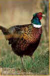 Pheasant Hunting, Upland Game