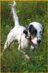 Hunting Dog, Pointer