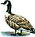 Goose